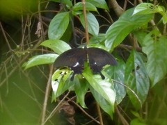 Papilio iswara