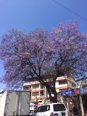 Jacaranda mimosifolia