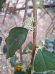Cestrum strigilatum
