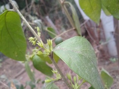 Cestrum strigilatum