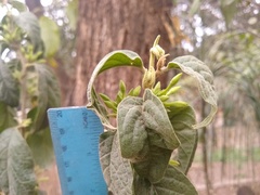 Cestrum strigilatum