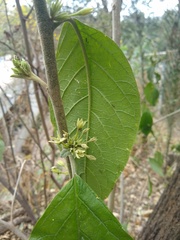 Cestrum strigilatum