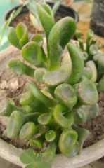 Magnoliopsida