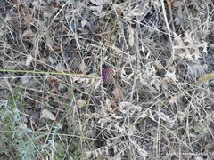 Allium sphaerocephalon