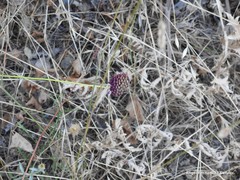 Allium sphaerocephalon