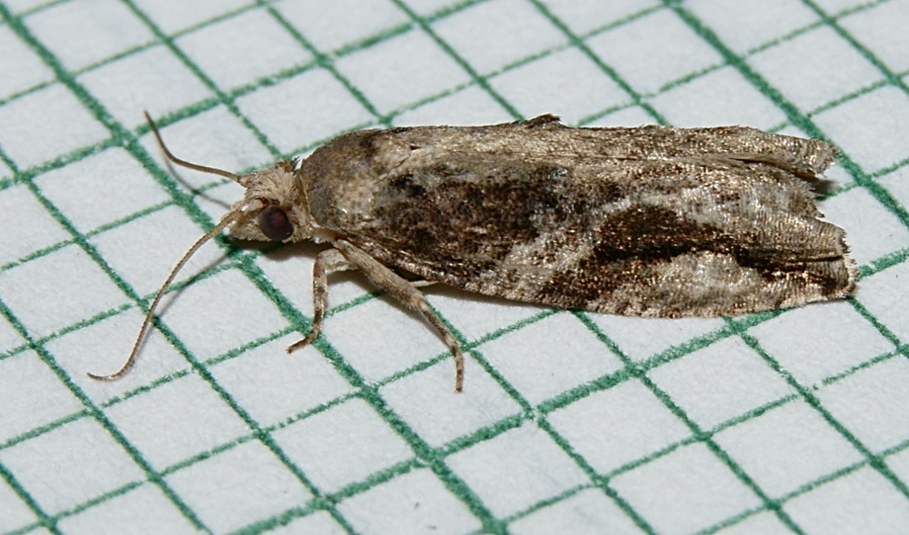 Black-crescent Proteoteras