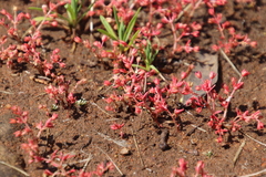 Crassula vaillantii