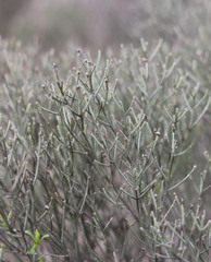 Baccharis notosergila