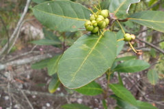 Alchornea