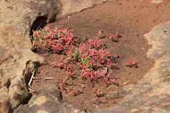 Crassula vaillantii