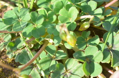 Oxalis compressa