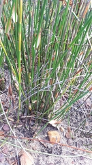 Elegia racemosa