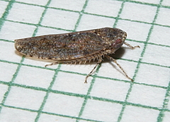 Paraphlepsius irroratus