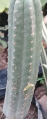 Cactoideae