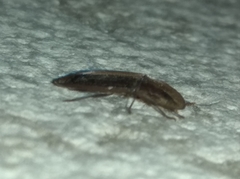 Cossyphus hoffmannseggi