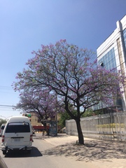 Jacaranda mimosifolia