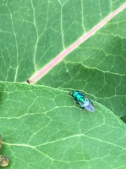 Euperilampus triangularis