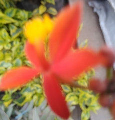 Angiospermae