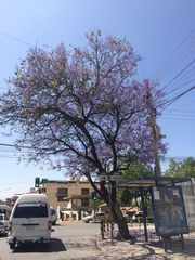 Jacaranda mimosifolia