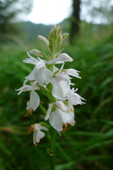 Dactylorhiza maculata ericetorum