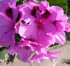 Pelargonium