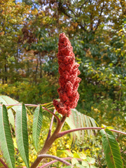 Rhus typhina