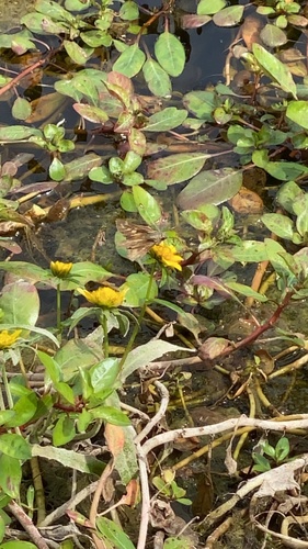 Ludwigia peploides iNat (2)