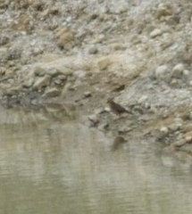 Cinclodes albiventris