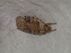Agonopterix ciliella