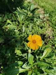 Coreopsis