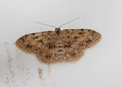 Scopula luridata