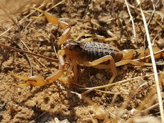 Buthus ibericus