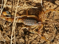 Buthus ibericus