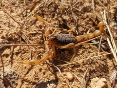 Buthus ibericus