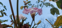Tabebuia rosea
