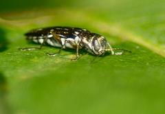 Agrilus obsoletoguttatus