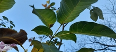 Tabebuia rosea