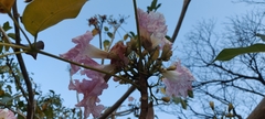 Tabebuia rosea