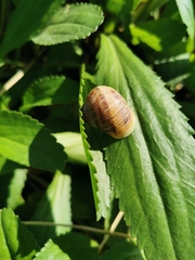 Cornu aspersum
