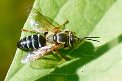 Tachytes distinctus