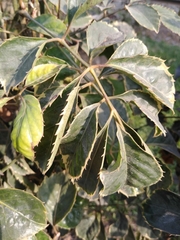 Polyscias