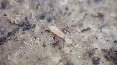 Trichoniscus pygmaeus