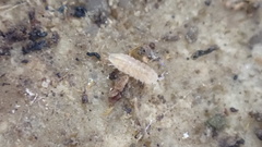 Trichoniscus pygmaeus