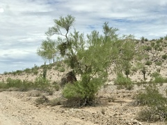 Parkinsonia microphylla