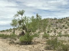 Parkinsonia microphylla