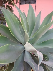 Agave attenuata