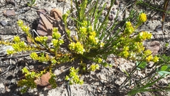 Thesium capitatum
