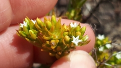 Thesium capitatum