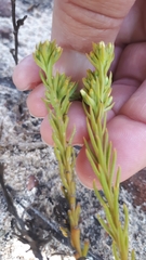Thesium capitatum