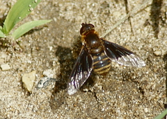 Paravilla separata